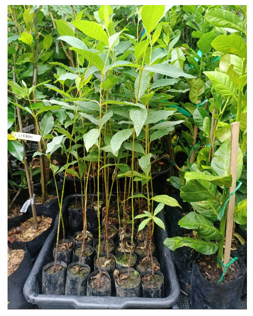 ต้น ยูคาลิปตัส ยูคา สีรุ้ง ยูคาลิปตัสสีรุ้ง สูง 50-70 ซ.ม. เพาะเมล็ด อายุต้น 1 ปี+