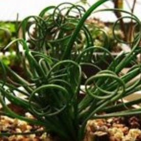 Spiral grass (Succulents) / 25 เม็ด (USA)*