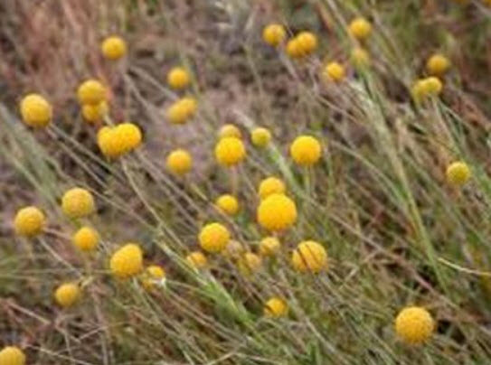 แครสพีเดีย (Craspedia Globosa) / 50 เม็ด (USA)