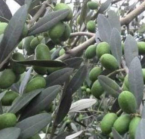 ต้นมะกอกโอลีฟ Olive - Leccino สูง 80-100 ซ.ม. (Italy)