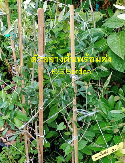 ต้นมะกอกโอลีฟ Olive - Leccino สูง 80-100 ซ.ม. (Italy)