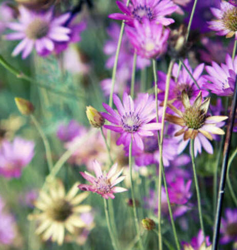 อิมมอร์เทล (Immortelle / Xeranthemum annuum) คละ / 850 เม็ด (Poland)