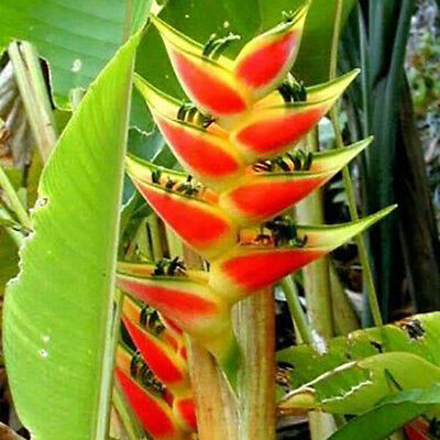 ต้นเฮลิโคเนีย (Heliconia) กระถาง สูง 50-70 ซ.ม. / ต้น