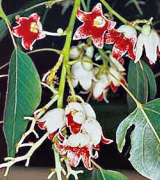 เคอราจอง (Kurrajong) / 15 เม็ด (Australia)