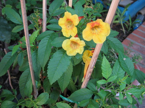 ต้นทองอุไร มิคกี้เม้าส์ สูง 20-30 ซ.ม. / ต้น