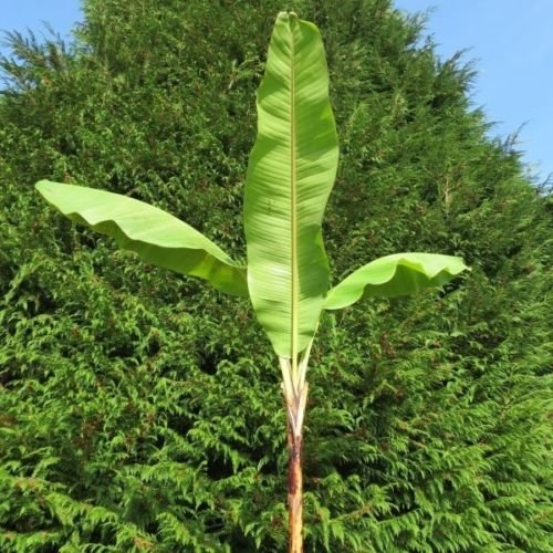 กล้วยยูนนาน หรือกล้วยหก / 100 เม็ด (China)