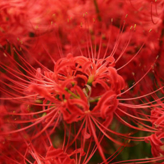 หัวว่านลิลี่แมงมุม (Spider Lily) สีแดง / 3 หัว