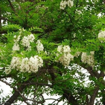 แบล็ค โลคัส (black locust) / 25 เม็ด (Portugal)