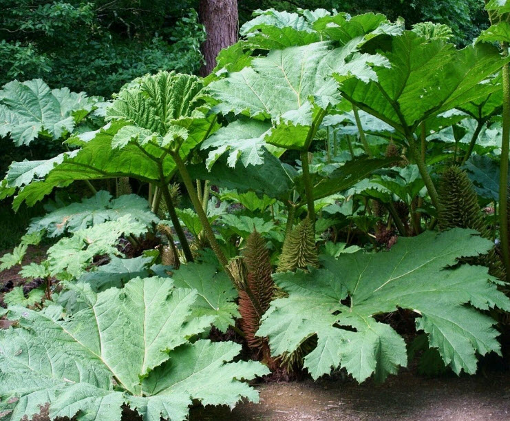 ไจแอนท์ รูห์บาบ / รูห์บาบยักษ์ (Giant Rhubarb) / 10 เม็ด (Poland)