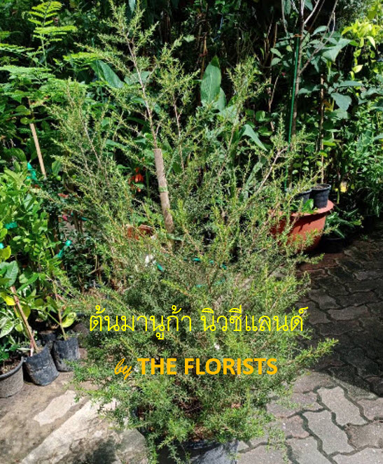 ต้นมานูก้า นิวซีแลนด์ ดอกสีขาว (Manuka) กระถาง 10 นิ้ว สูง 50-70 ซ.ม. / ต้น