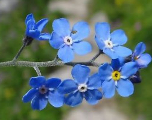 อัลไพน์ ฟอร์เก็ทมีน็อท สีฟ้า (Alpine Forget-me-not) สีฟ้า / 1,000 เม็ด (UK)