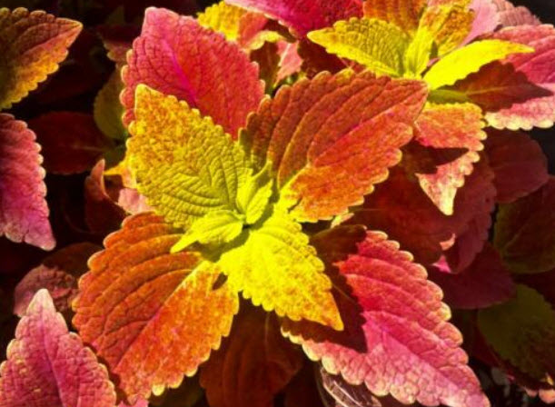 ฤาษีผสม สีส้ม-เหลือง (Coleus - Wizard Sunset) / 20 เม็ด (UK)