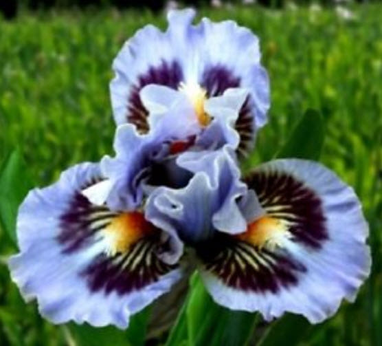 ไอริส (Iris) สีม่วง / 20 เม็ด
