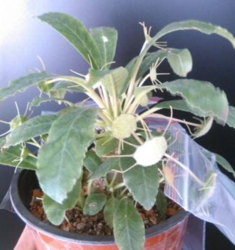 มะพร้าวทะเลทราย (Dorstenia Foetida) / 3 เม็ด (Russia)