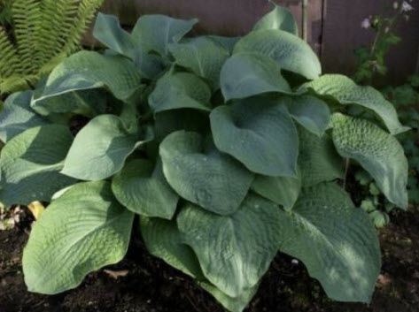 ฮอสต้า ไจแอนท์ บลู (Giant Blue Hosta) / 25 เม็ด (USA)*