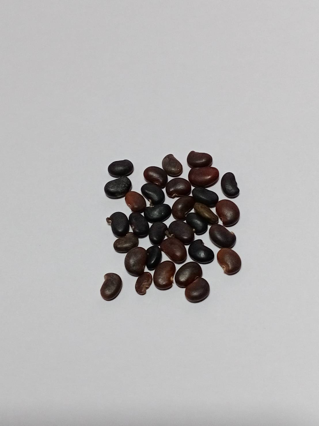 แบล็ค โลคัส (black locust) / 25 เม็ด (Portugal)