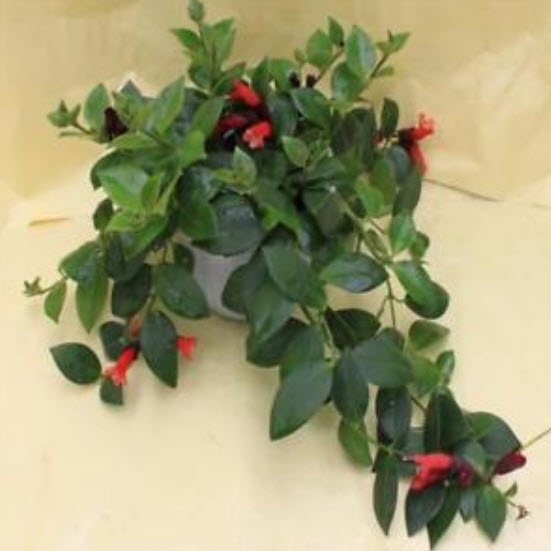 ปลาทอง (Goldfish plant) / 25 เม็ด (นอก)