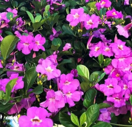 ต้นม่วงมณีรัตน์ หรือ บานบุรีสีม่วง purple begonia สูง 100-120 ซ.ม. / ต้น