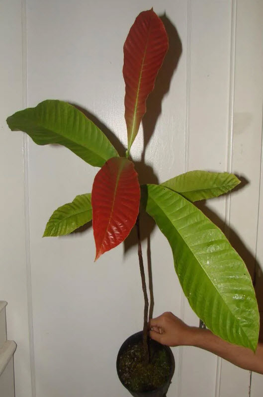 ต้นวาซีวีเซีย (Warszewiczia coccinea) กระถาง สูง 50-60 ซ.ม. / ต้น