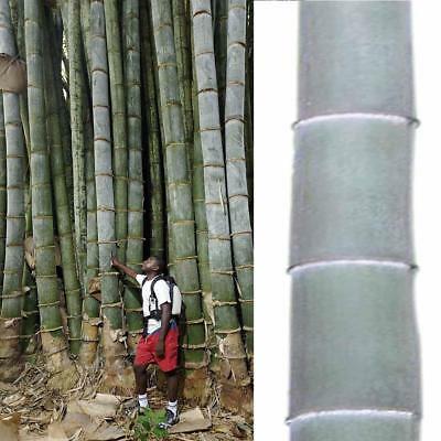 ไผ่โมโซยักษ์ (Giant Moso bamboo) / 30 เม็ด