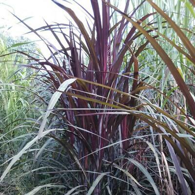 หญ้าน้ำพุ (Fountain grass / Pennisetum) / 20 เม็ด