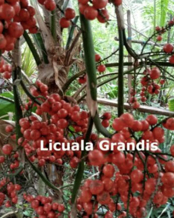 ปาล์มจีบ (Ruffled Palm / Licuala Grandis) / 5 เม็ด (Sri Lanka)