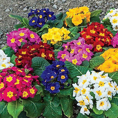พริมโรส (Primrose) คละ / 100 เม็ด