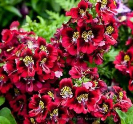 ปีกนางฟ้า (Angels Wing) คละ / 2,000 เม็ด (UK)