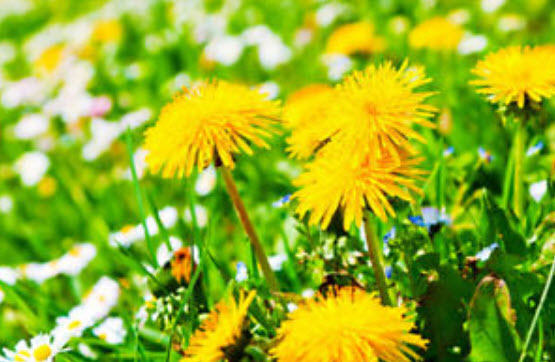 แดนดิไลออน (Dandelion) / 1,000 เม็ด (UK)