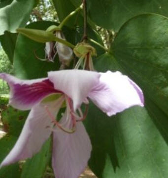 ชงโค ดอกชมพู (Bauhinia Purpurea) / 5 เม็ด (Sri Lanka)
