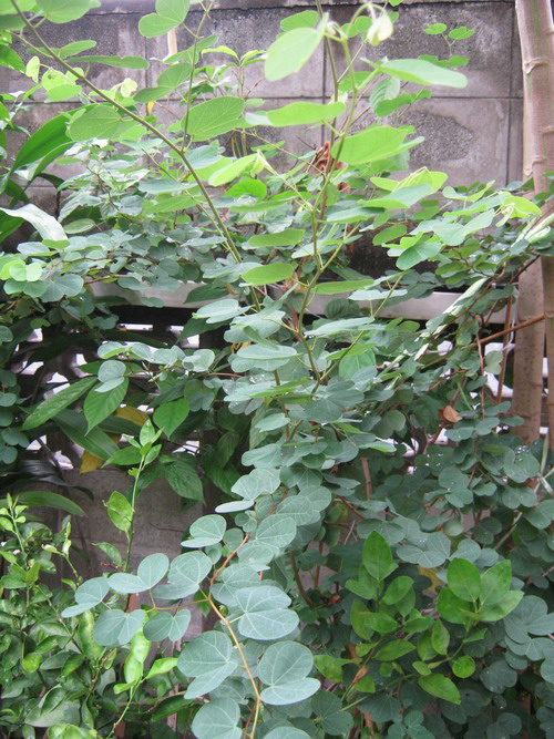 ต้นกาหลง ดอกแดง สูง 20-30 ซ.ม. / ต้น