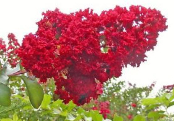 เมล็ดยี่เข่ง สีแดง / 5 เม็ด (Australia)