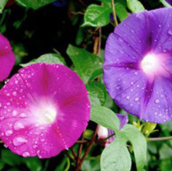 มอนิ่ง กลอรี่ (Morning glory) คละ / 50 เม็ด (USA)