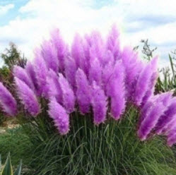 หญ้าภูเขา (Pampas Grass) สีม่วง / 500 เม็ด