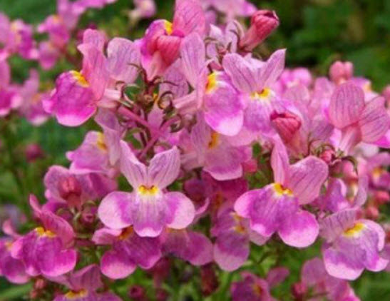 โทดแฟล็กซ์ (Toadflax / Linaria Vulgaris) / ซอง 50 เม็ด (A245)