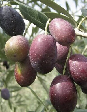 ต้นมะกอกโอลีฟ (Olive - kalamata) สูง 70-90 ซ.ม. (Greece)