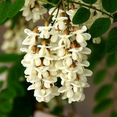 แบล็ค โลคัส (black locust) / 25 เม็ด (Portugal)