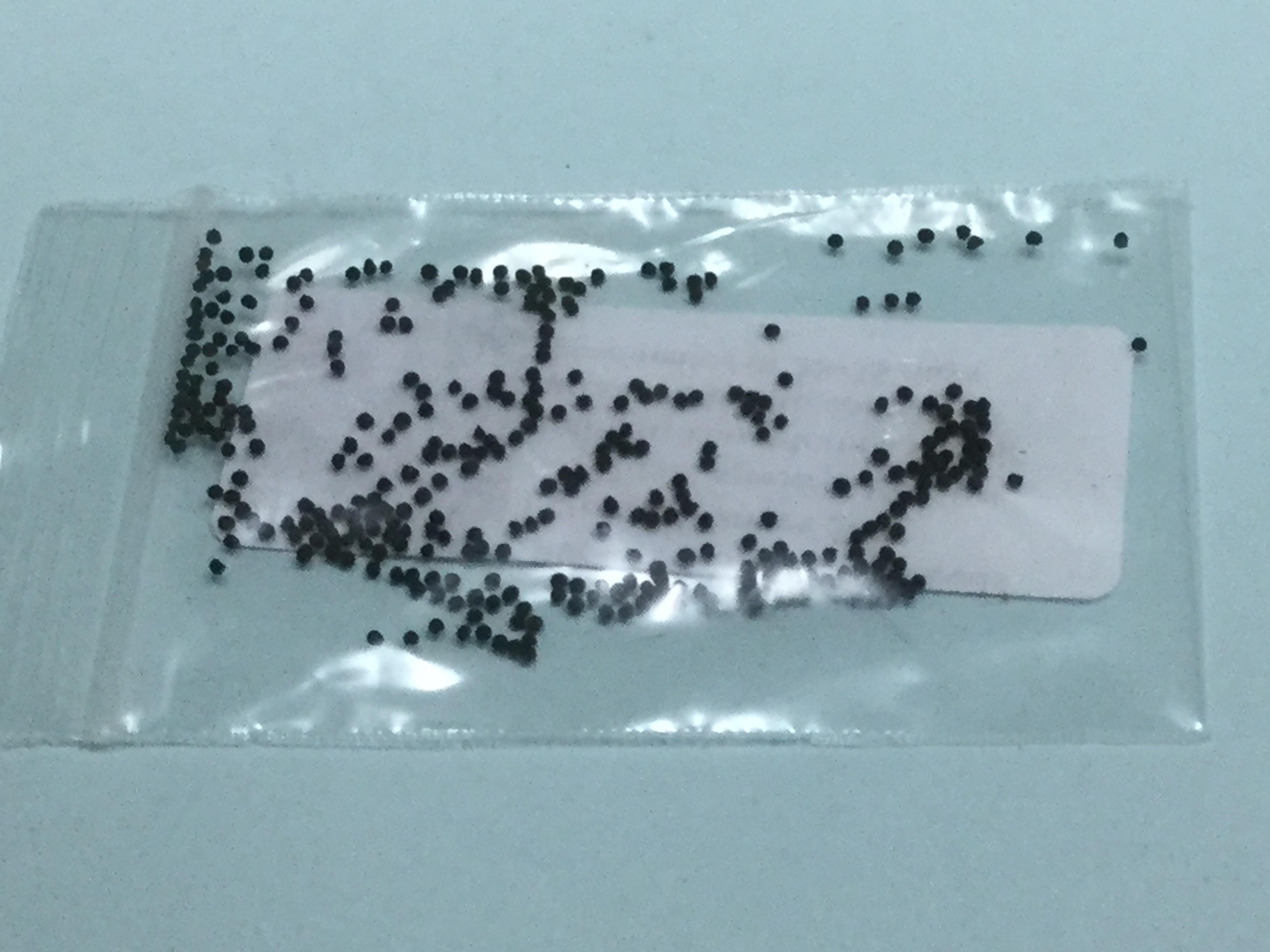 หญ้าบลูอาย (Blue-eyed grass) / 50 เม็ด (USA)*