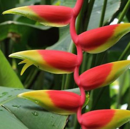เฮลิโคเนีย โรสตราต้า (Heliconia Rostrata) สีแดง ขอบเหลือง-เขียว / 5 เม็ด (Israel)