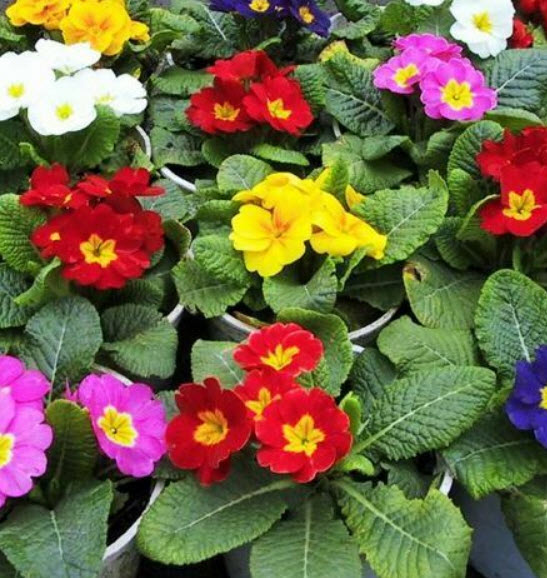 คอมม่อน พริมโรส (Common Primrose) คละ / ซอง 50 เม็ด (A080)