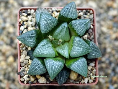 ฮาโวเทีย Haworthia bayeri / 100 เม็ด
