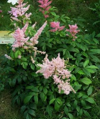 อัสดง (Astilbe) คละ / ซอง 50 เม็ด (A117)