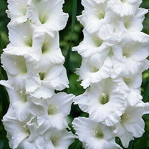 แกลดิโอลัส (Gladiolus) สีขาว ดอกใหญ่ / 100 เม็ด