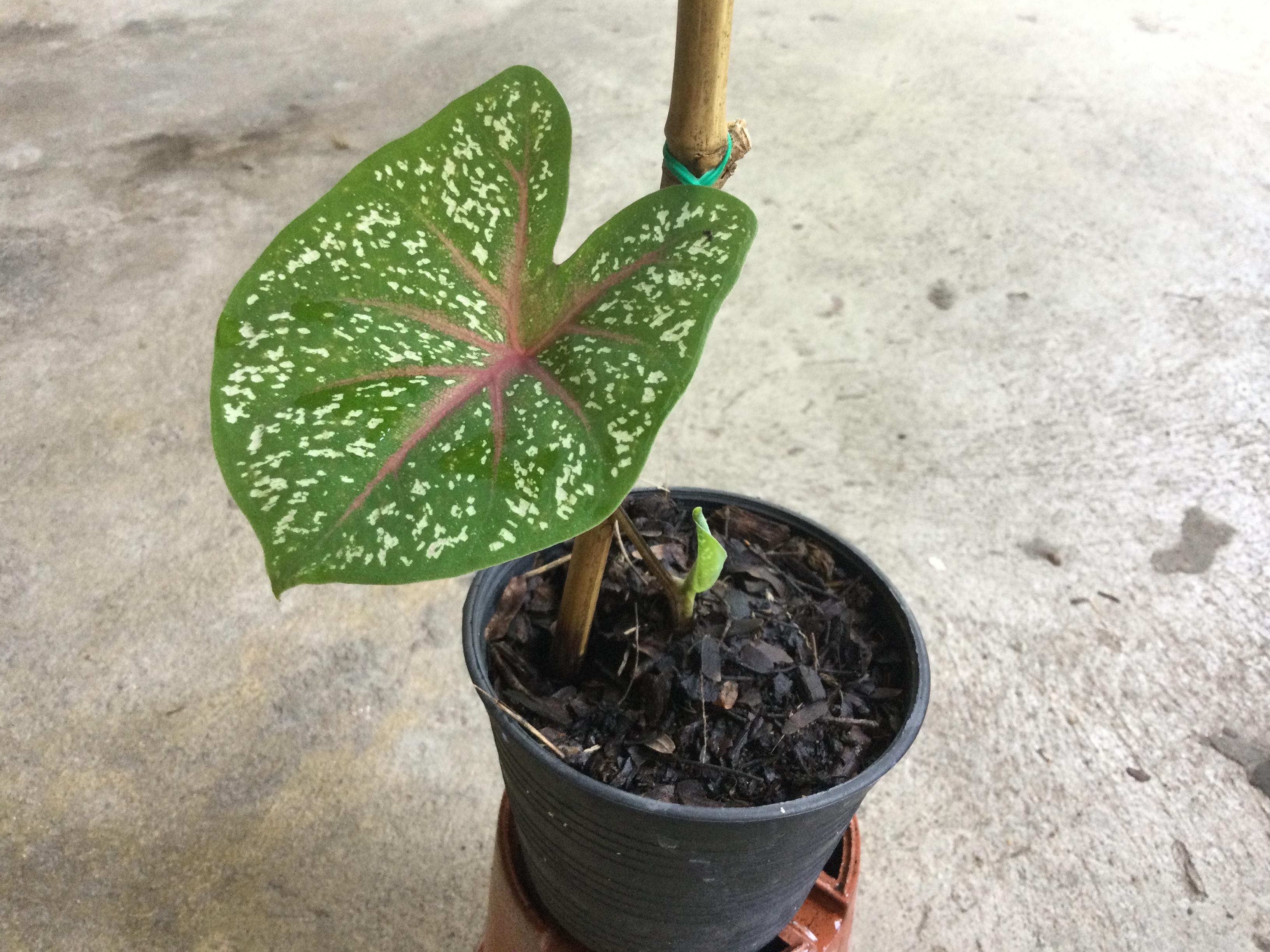 ต้นบอนสี นกศรีอุษา กระถาง 4 นิ้ว