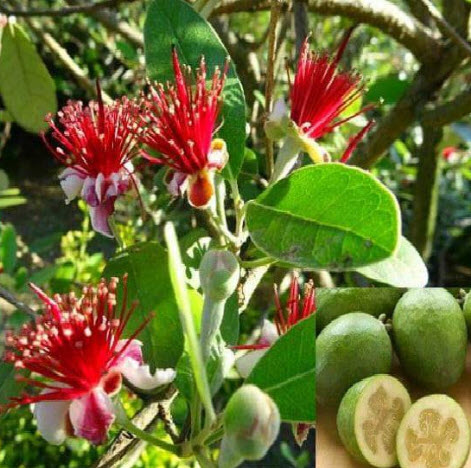 ต้นฝรั่งเฟยโจว ฝรั่งสับปะรด พันธุ์ Andre สูง 50-70 ซ.ม. ต้นไม้นำเข้า