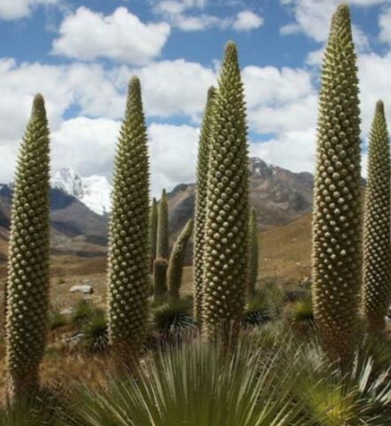 Queen of The Andes หรือ Puya raimondii / 5 เม็ด (Portugal)