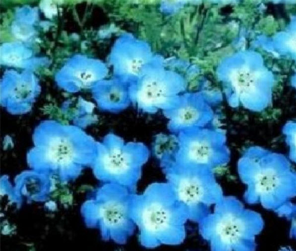 เนโมฟีลา เบบี้ บลู อาย (Nemophila - Baby Blue Eyes) / 800 เม็ด (UK)*