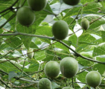 หล่อฮังก๊วย (Luo Han Guo / Siraitia Grosvenori) / 5 เม็ด (China)