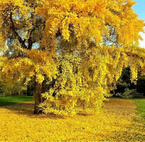 แปะก๊วยสีทอง (Gold Ginkgo) / 5 เม็ด