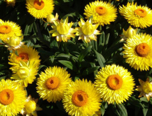 ดอกกระดาษ หรือสตรอ ฟลาวเวอร์ (Straw flower) เหลือง / 900 เม็ด (UK)